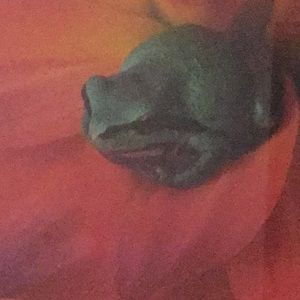 Meet your Posher, Savage